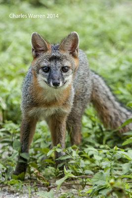 Gray Fox