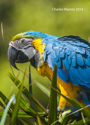 Blue & Yellow Macaw
