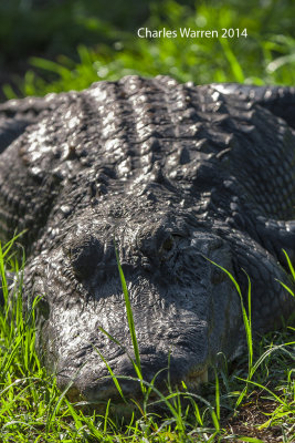 Alligator