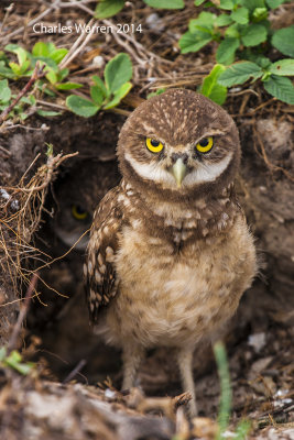 Burrowing Owls