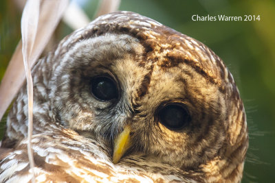 Barred Owl