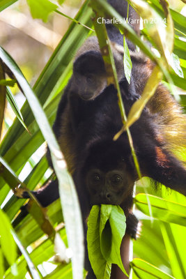 Howler Monkey