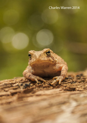 Common Toad