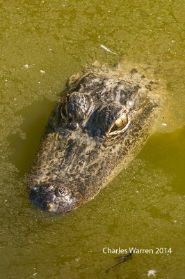 Alligator