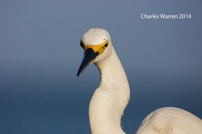 Snowy Egret
