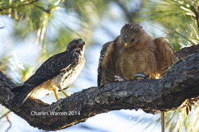 Red Shouldered Hawk