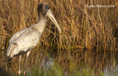 Wood Stork