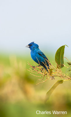 Indigo Bunting