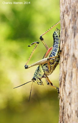 Lubber Grasshopper