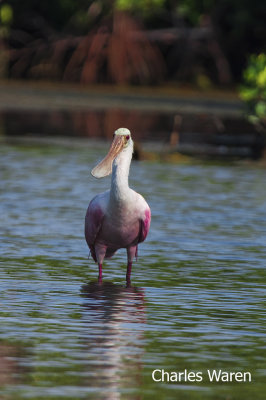 Roseate Spoonbill