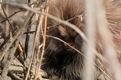 Porcupine