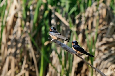 DSC_6828.jpg