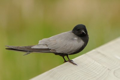 DSC_7339.jpg