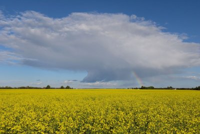 Canola - July on the Canadian Prairie