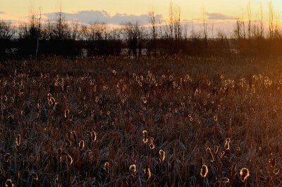 DSC_3953m.jpg