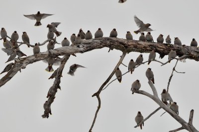 Waxwings