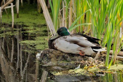 DSC_4454.jpg