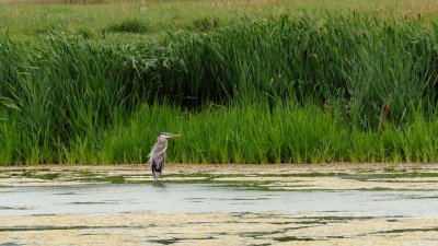Wildlife