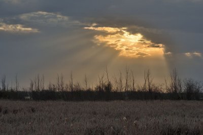 Wetlands