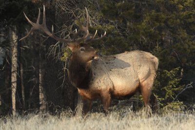 Large wildlife - mountain and prairie