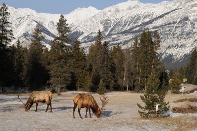 Large wildlife - mountain and prairie