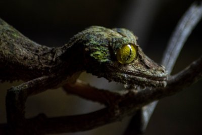 reptiles_amphibians