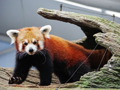 Red-Panda.jpg