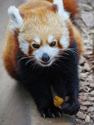 Red-panda-2.jpg