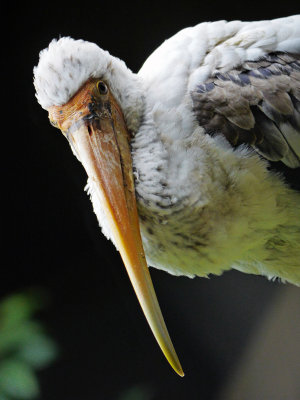 Stork-close-up.jpg