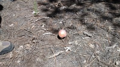 The Christmas Ornament Mushroom