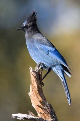 Stellers Jay