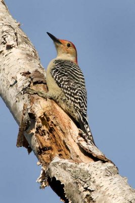 Red belied Woodpecker Male 