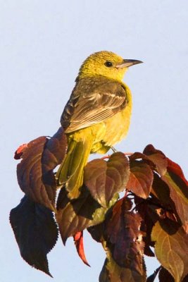 Hooded Oriole Female