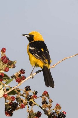 Hooded Oriole Male