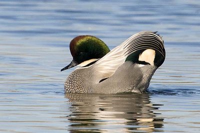 Falcated Duck