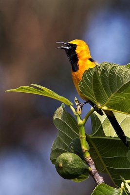 Hooded Oriole Male