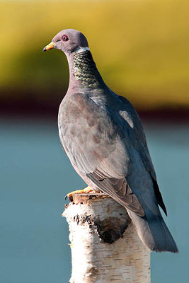 Band - tail Pigeon