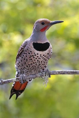 Northern Flicker Red Shafted Male