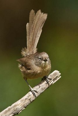 Wrentit