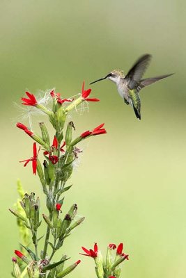 Ruby throated hummingbird female