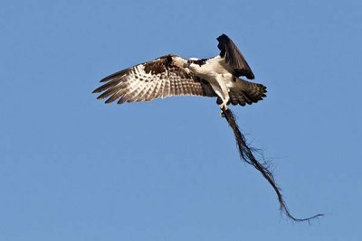 Osprey with sea weed nesting material