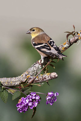 American Goldfinch ~ Female