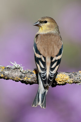 American Goldfinch ~ female