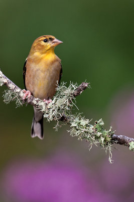 American Goldfinch ~ female 