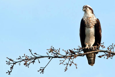 Osprey