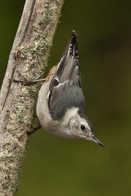 White breasted Nuthatch