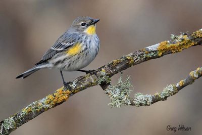 Golden Gate Audubon Society Calendar 2016