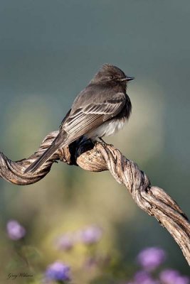 Black Phoebe on twisted branch