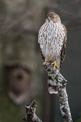 Coopers Hawk ~ Juvenile