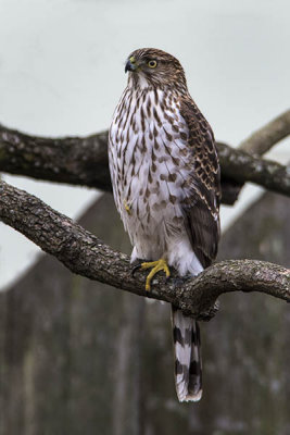 Coopers Hawk ~ Juvenile